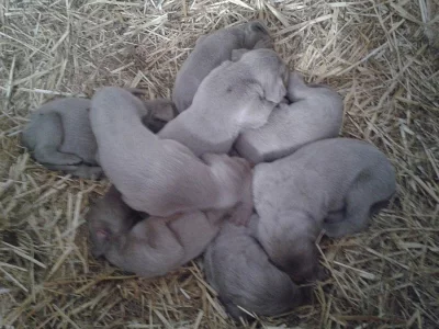 Výmarský krátkosrstý ohař